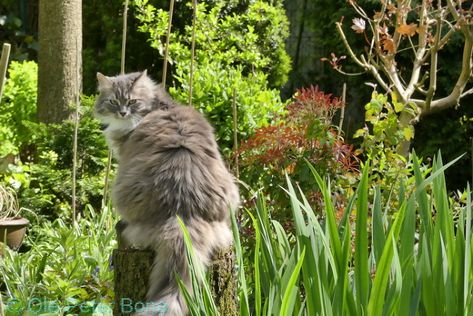 Sibirische Katzen Hetty von der Gronau