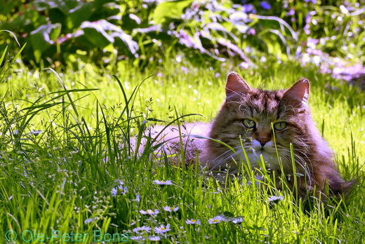 Sibirische Katzen Max von der Gronau