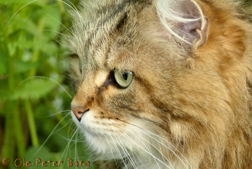 Sibirische Katzen Moritz von der Gronau