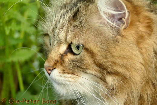 Sibirische Katzen Moritz von der Gronau