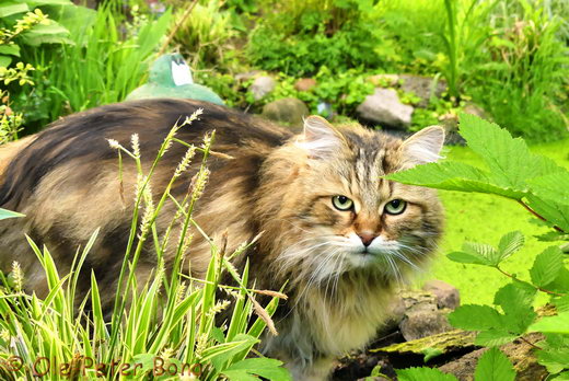 Sibirische Katzen Moritz von der Gronau