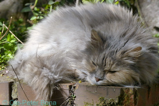 Sibirische Katzen Yanisha von der Gronau