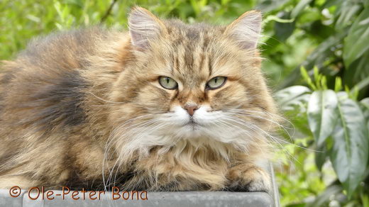 Sibirische Katzen Spirit of New Heaven´s Catjuscha