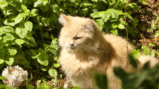 Sibirische Katzen Floris von der Gronau