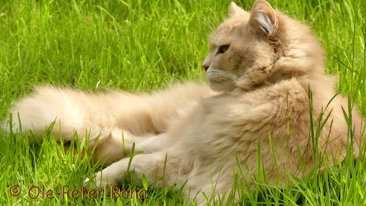 Sibirische Katzen Floris von der Gronau