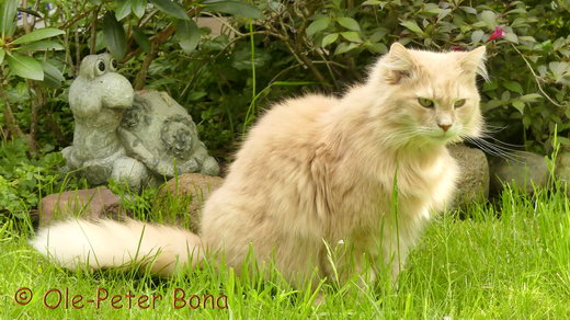 Sibirische Katzen Floris von der Gronau