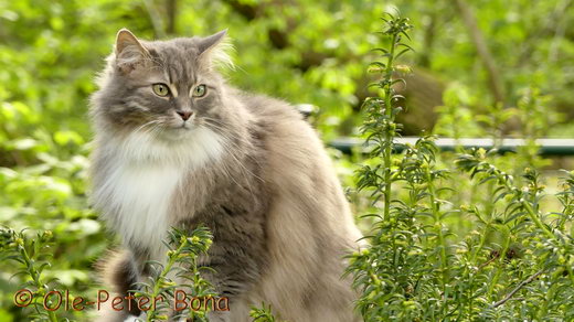 Sibirische Katzen Hetty von der Gronau