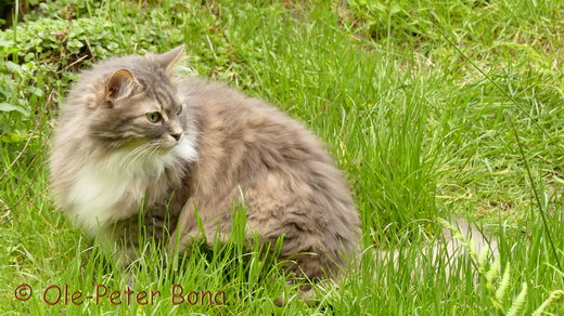 Sibirische Katzen Hetty von der Gronau