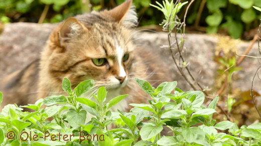 Sibirische Katzen Jule von der Gronau