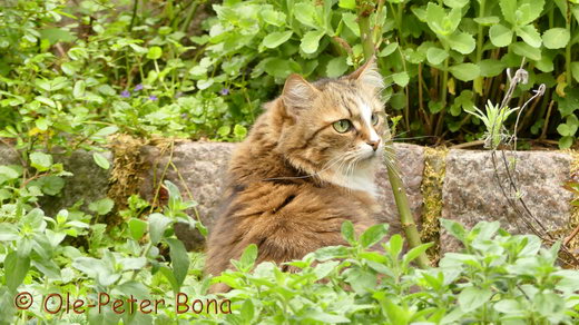 Sibirische Katzen Jule von der Gronau