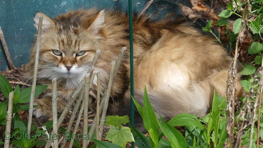 Sibirische Katzen Floris von der Gronau