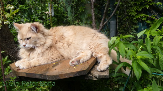 Sibirische Katzen Max von der Gronau