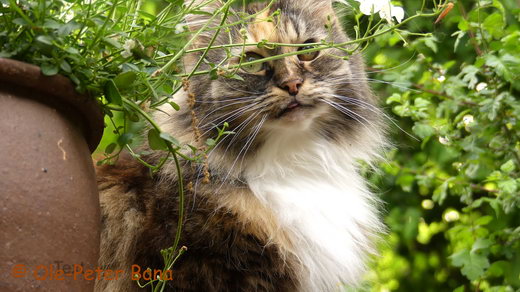 Sibirische Katzen Moritz von der Gronau