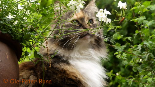 Sibirische Katzen Moritz von der Gronau