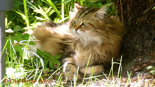 Sibirische Katzen Woschi