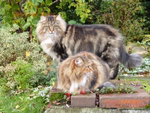 Sibirische Katzen Max von der Gronau und Dana