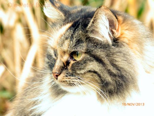 Sibirische Katzen Hela von der Gronau