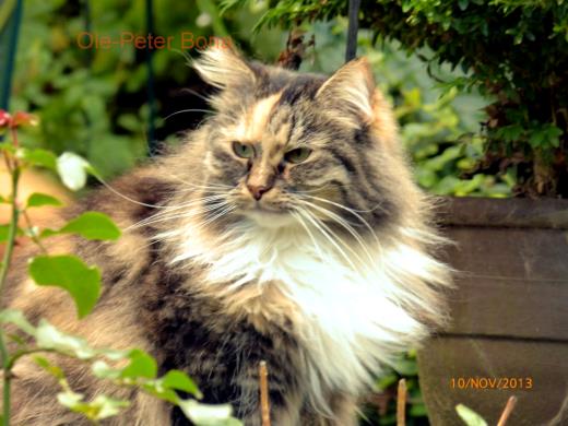 Sibirische Katzen Tatjushka von der Gronau