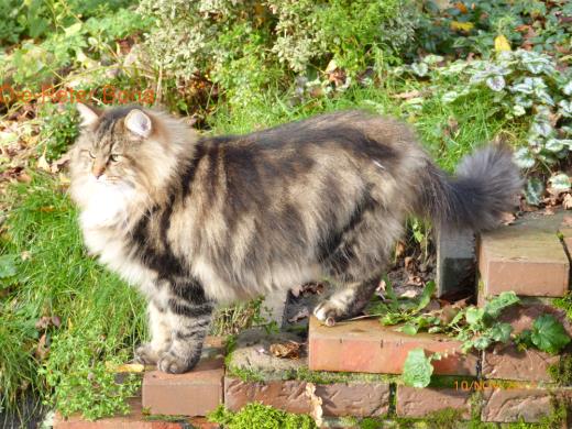 Sibirische Katzen Max von der Gronau