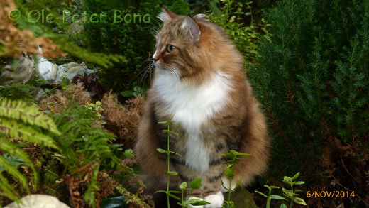 Sibirische Katzen Fadejew vom Schloßpavillon