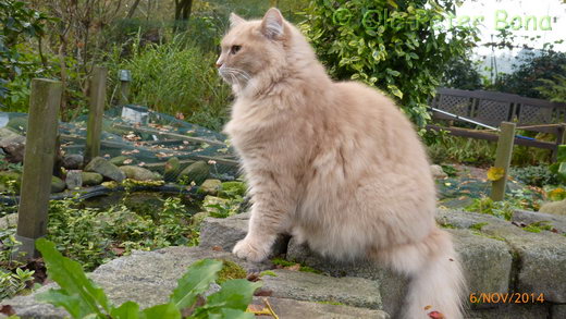 Sibirische Katzen Floris von der Gronau