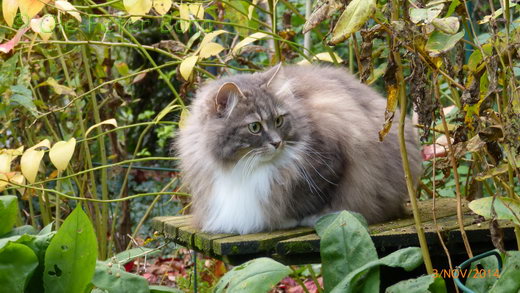 Sibirische Katzen Hetty von der Gronau