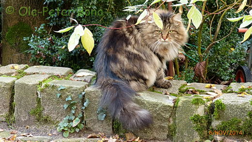 Sibirische Katzen Max von der Gronau