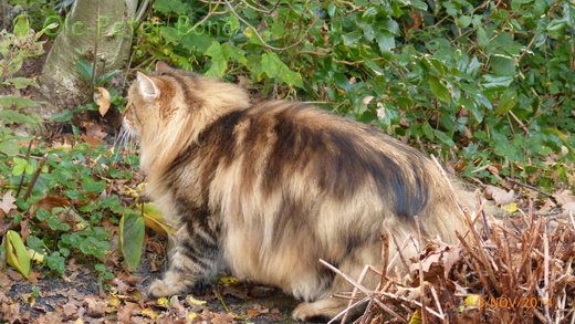 Sibirische Katzen Moritz von der Gronau