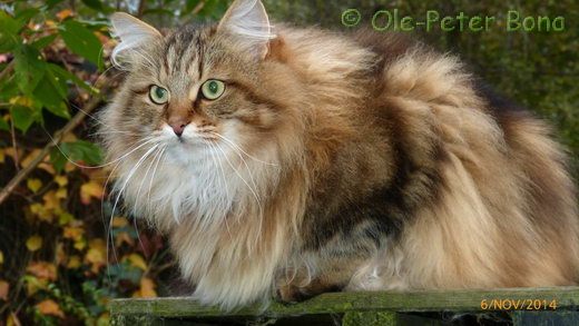 Sibirische Katzen Moritz von der Gronau