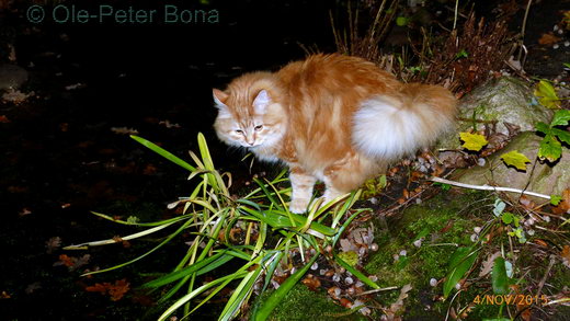 Sibirische Katzen Zaimka Avos