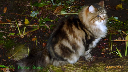  Sibirische Katzen Max von der Gronau