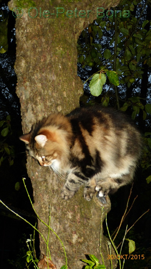 Sibirische Katzen Max von der Gronau