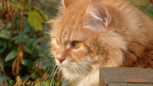 Sibirische Katzen Zaimka Avos