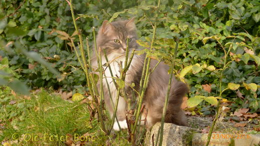 Sibirische Katzen Hetty von der Gronau