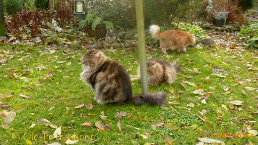 Sibirische Katzen Hetty von der Gronau