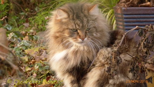 Sibirische Katzen Max von der Gronau