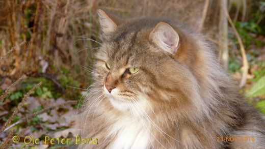 Sibirische Katzen Max von der Gronau