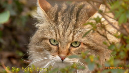 Sibirische Katzen Moritz von der Gronau