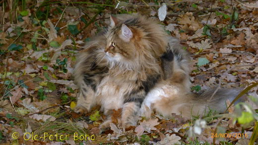 Sibirische Katzen Moritz von der Gronau