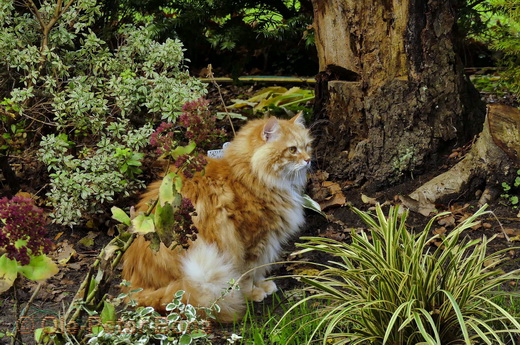 Sibirische Katzen Zaimka Avos