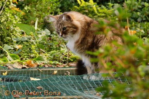 Sibirische Katzen Fedejew vom Svhloßpavillon