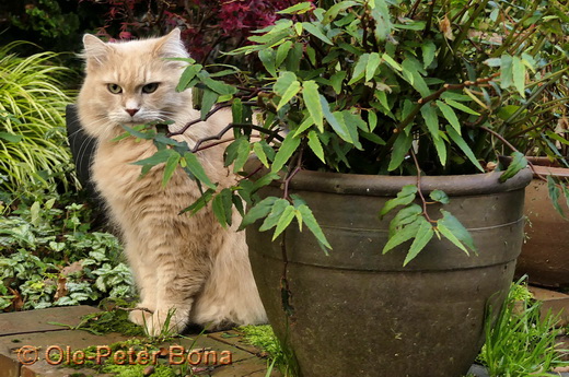 Sibirische Katzen Floris von der Gronau