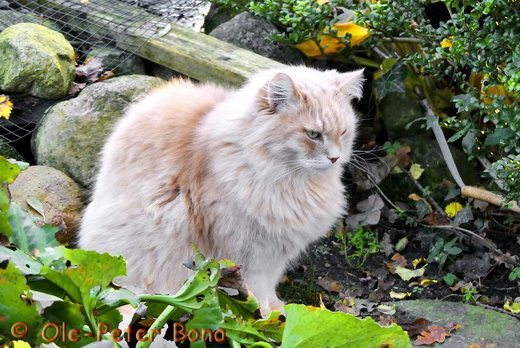 Sibirische Katzen Floris von der Gronau