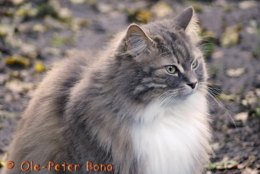 Sibirische Katzen Hetty von der Gronau