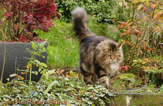 Sibirische Katzen Max von der Gronau