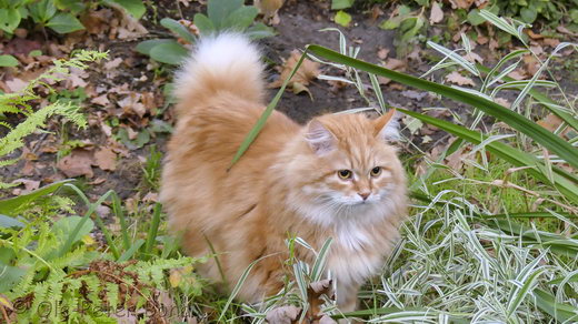 Sibirische Katzen Zaimka Avos