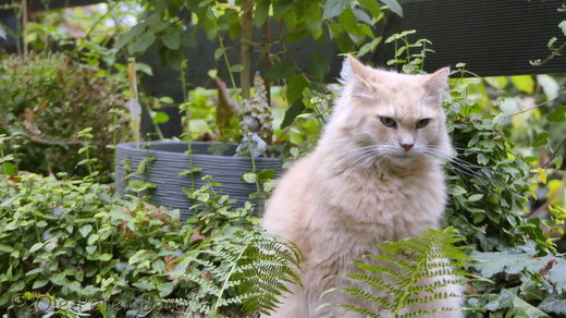 Sibirische Katze Floris von der Gronau