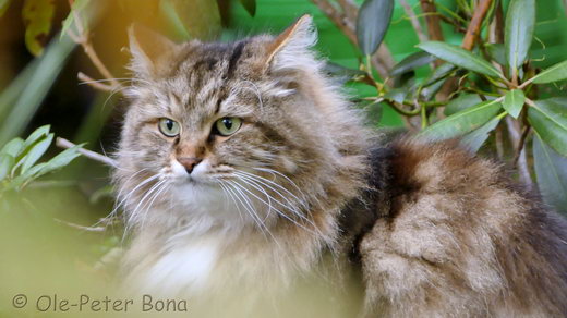 Sibirische Katzen Max von der Gronau