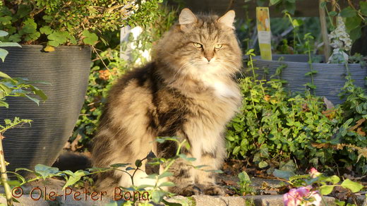 Sibirische Katzen Max von der Gronau