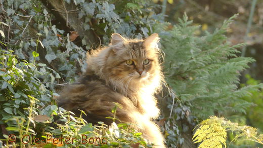 Sibirische Katzen Moritz von der Gronau